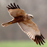 Western Marsh Harrier